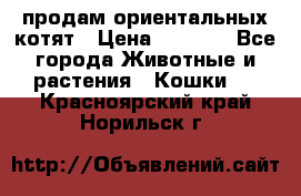 продам ориентальных котят › Цена ­ 5 000 - Все города Животные и растения » Кошки   . Красноярский край,Норильск г.